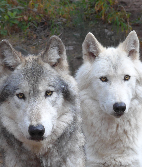 le loup du canada parc animalier les loups du gevaudan le loup du canada parc animalier les