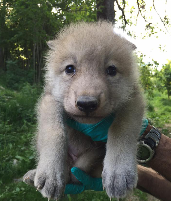 Le loup arctique, champion du froid